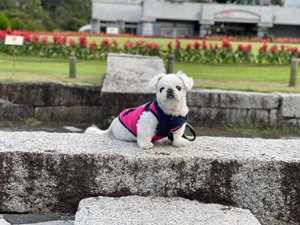 ☆モデル犬卒業後、里親さん宅での様子☆
